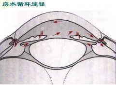 正常眼压平稳的关键是房水产生和排除保持动态平衡.何谓房水循环呢?