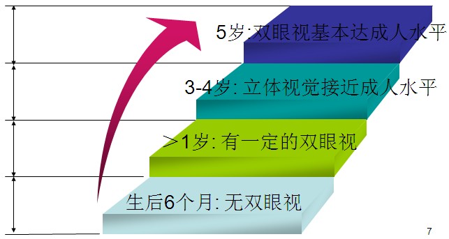 双眼视觉形成