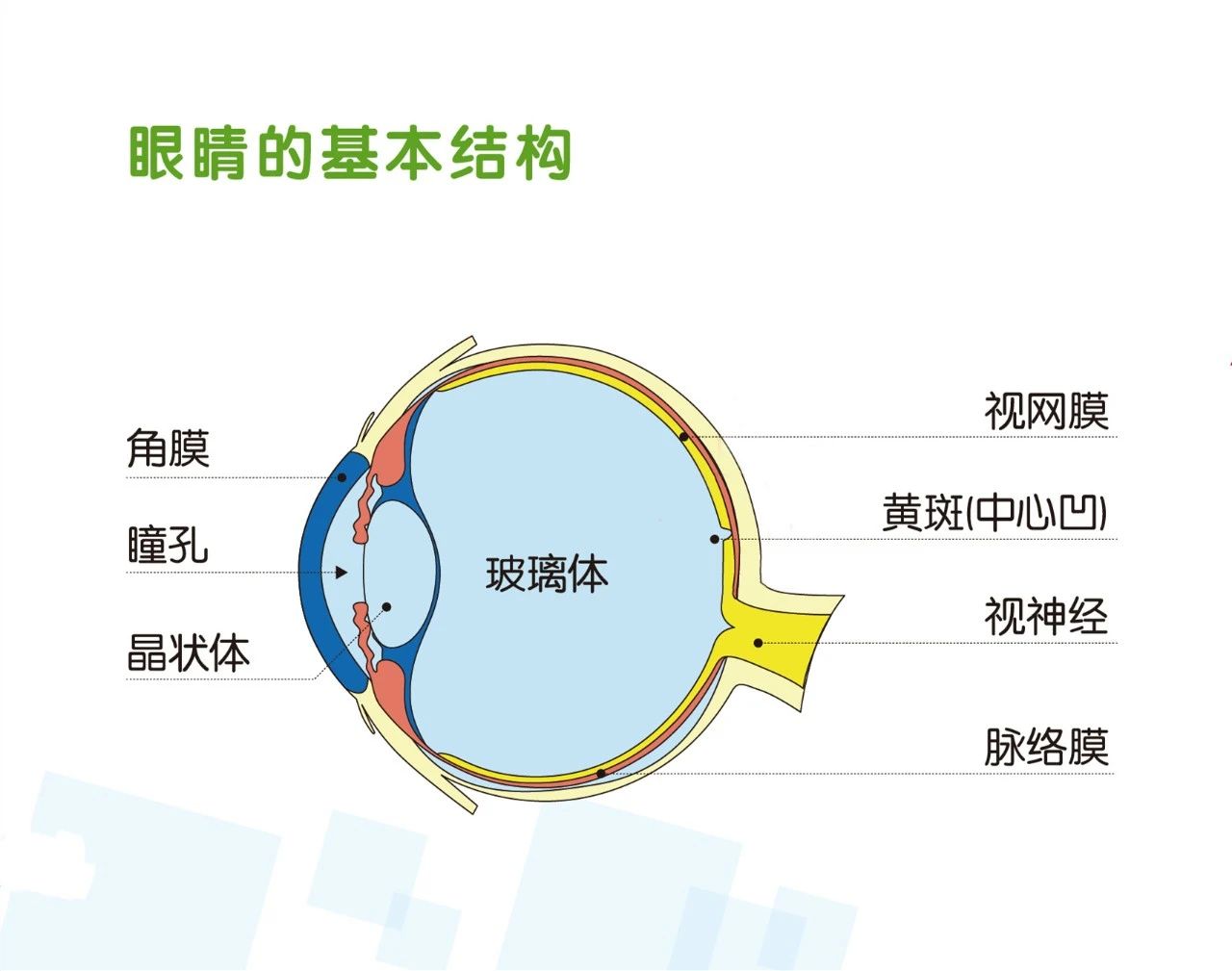 自测眼底健康的方法